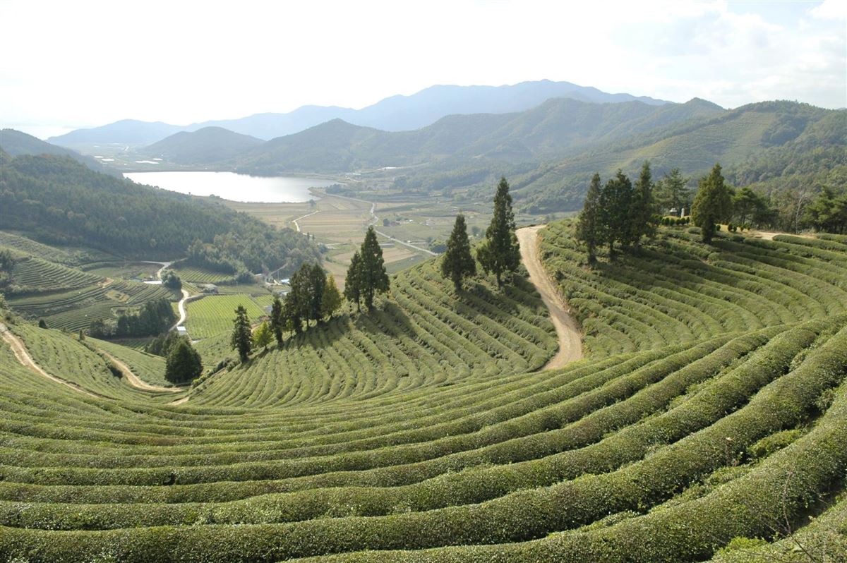 Südkorea, Boseong, Grünteefelder-Terrassen