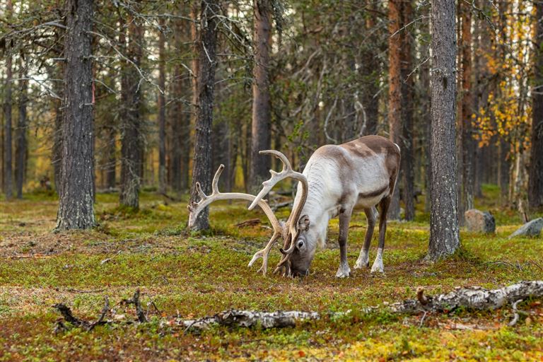 Schwedische Wildnis & finnische Schären: Wandersom @Mazur Travel/adobestock