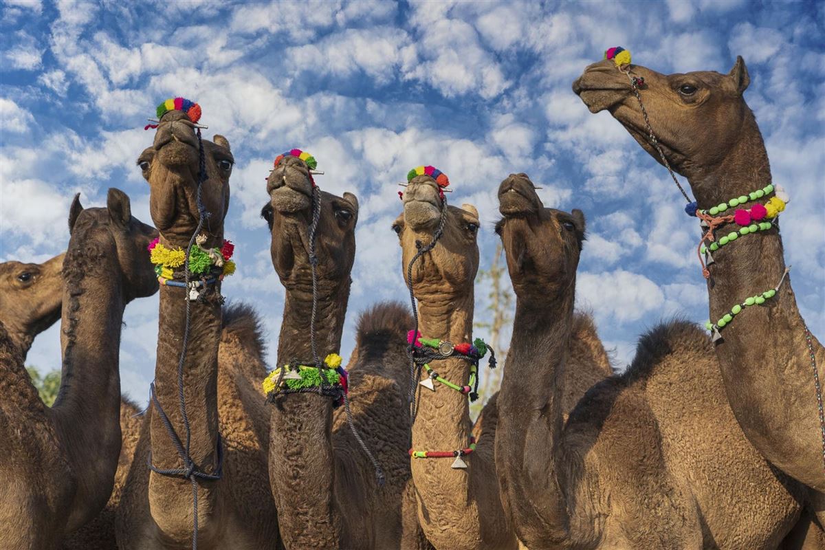 Indien, Pushkar, Kamele in der Wüste Thar