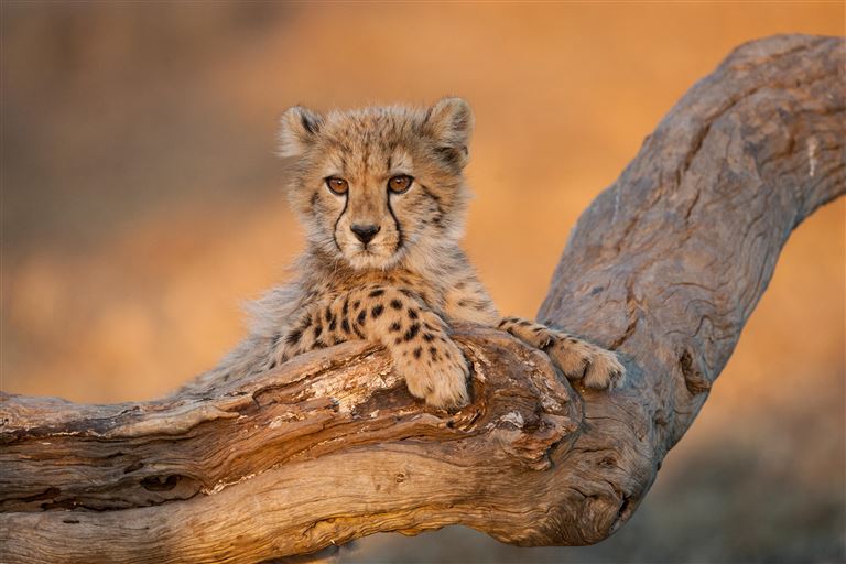 Afrikas Höhepunkte in vier Ländern © by Berge & Meer Touristik GmbH