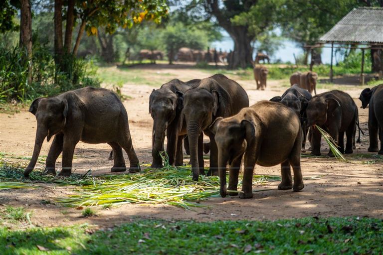 Sri Lanka & Baden an der Ostküste – Rundreise