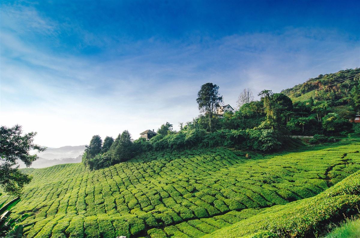 Malaysia, Cameron Highlands