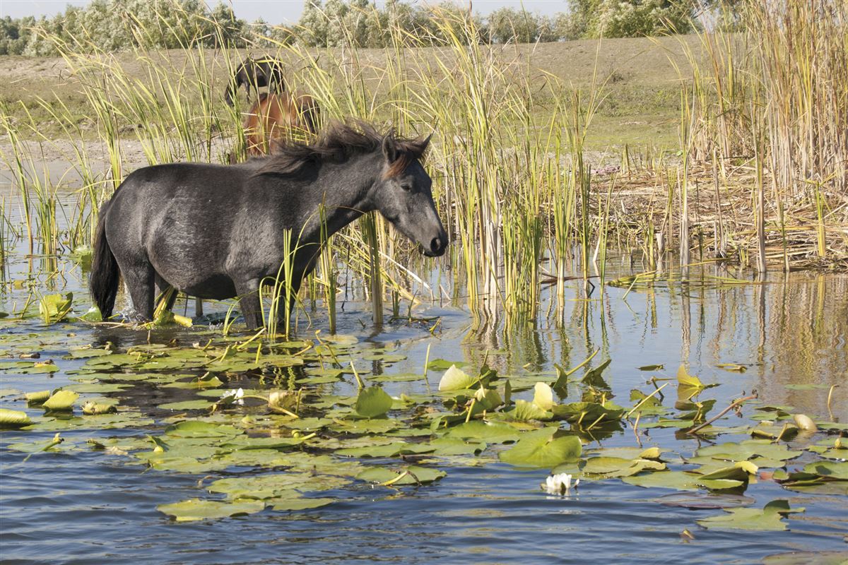 grasendes Pferd im Donaudelta