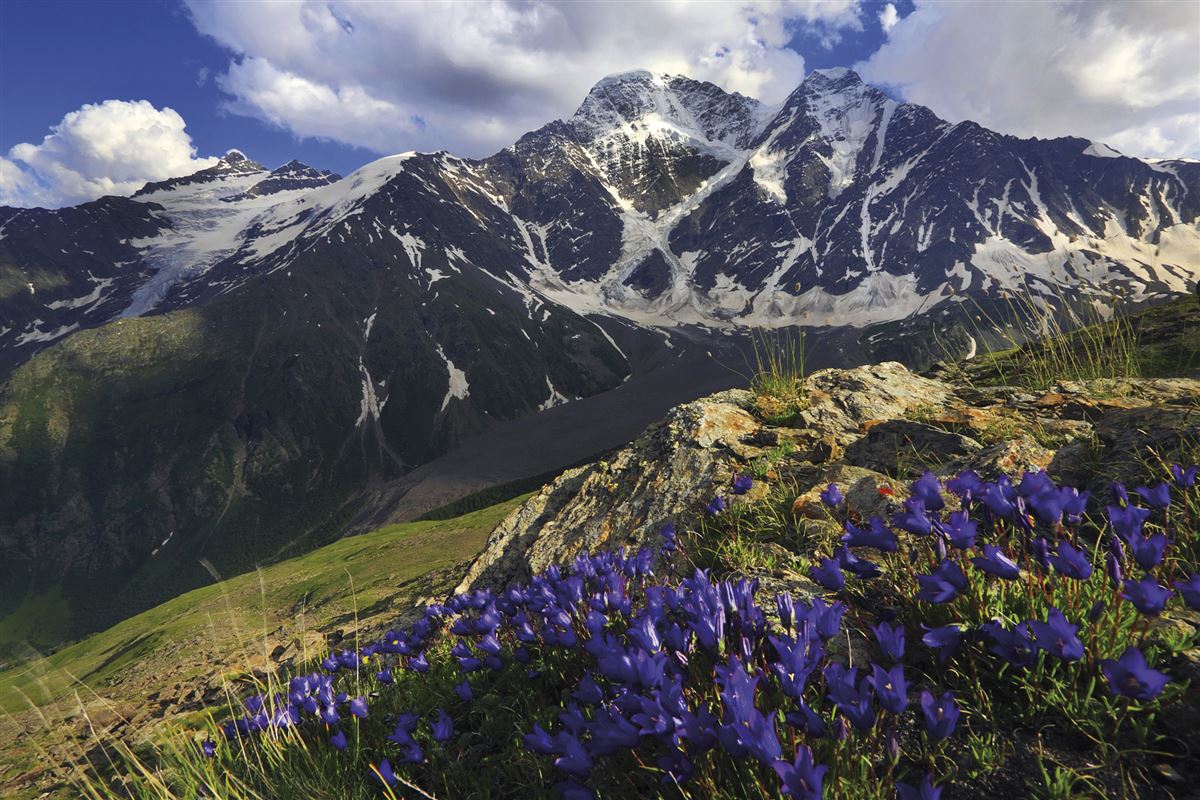 Bergblumen im Kaukasus