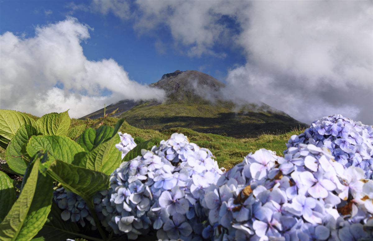 Hortensienblüte vor dem Vulkan Pico