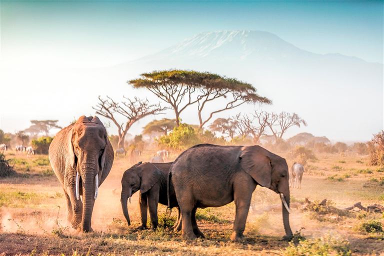 Safari zwischen Elefanten, Kilimanjaro & Stand © by Berge & Meer Touristik GmbH