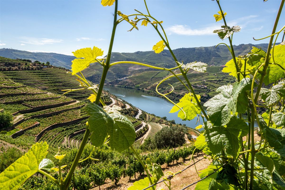Douro Tal