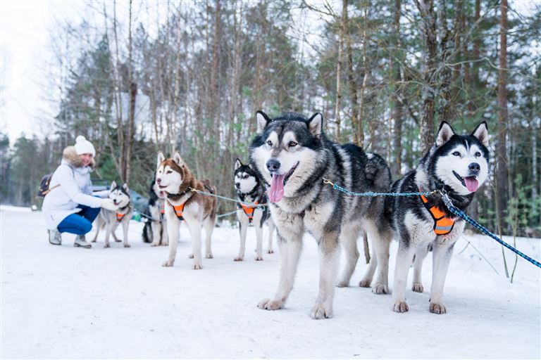 Winter in Lappland @Aerial Film Studio /adobestock